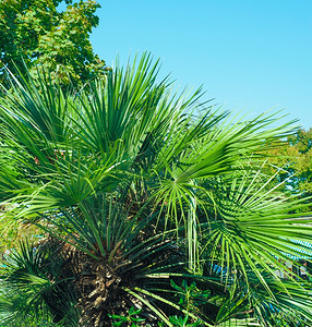 棕榈树叶阿勒卡塞亚树叶详情图片