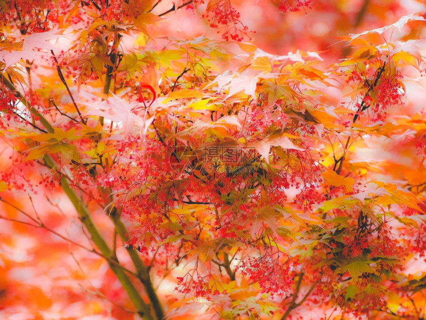 红树AcerRubrumaka沼泽的水或软的地树有选择关注叶子和花朵模糊的背景梦幻般淡色图片