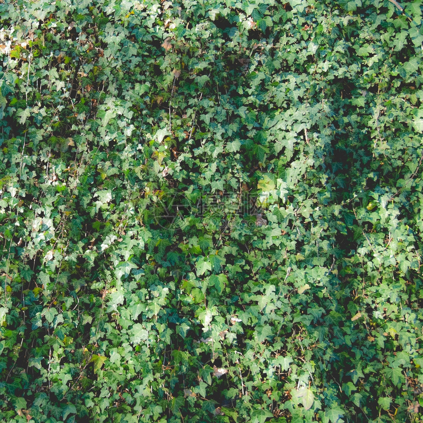 绿色常春藤叶作为背景有用梦幻般的淡化外观图片