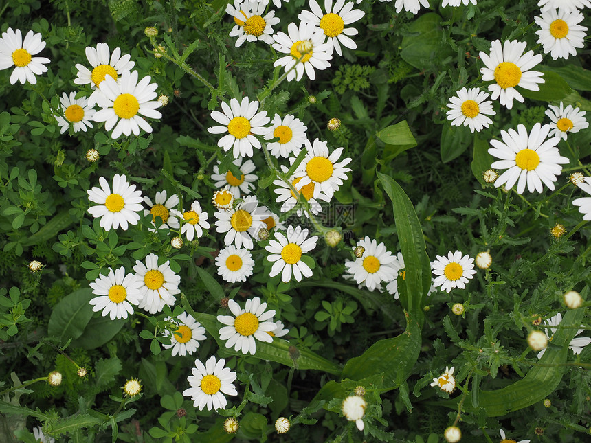 白菊花BellisPerennis以及普通菊花草坪或英国图片