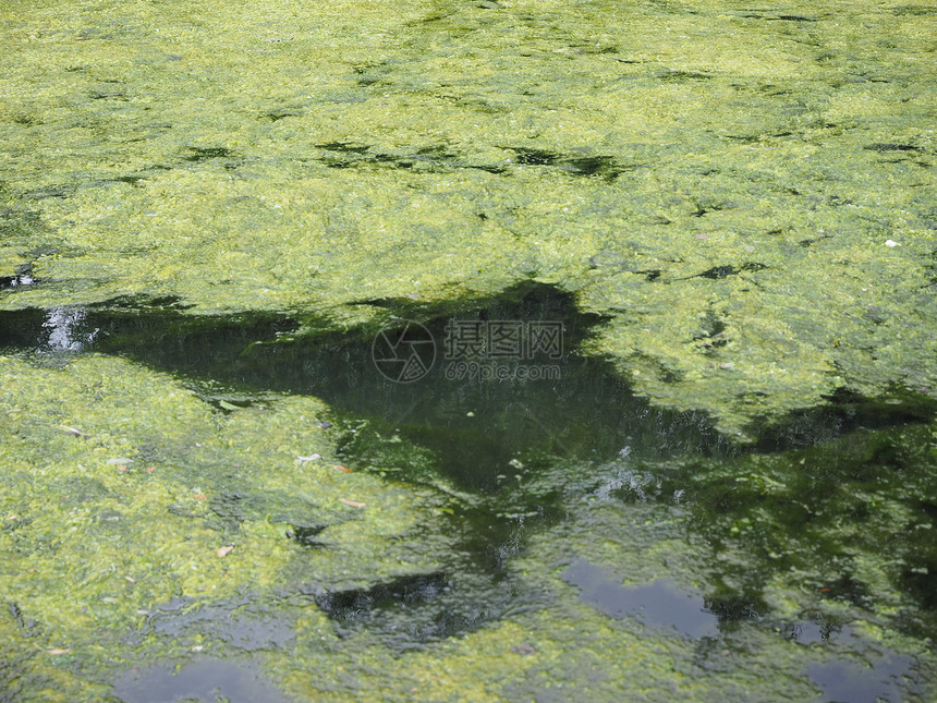 浮在水面的藻类浮在池塘水面的藻类图片