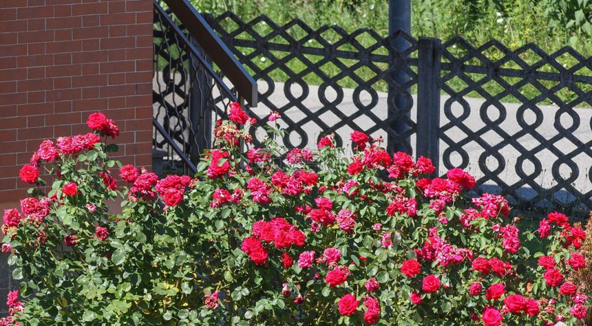 红玫瑰花常年灌木genusRosa花朵图片