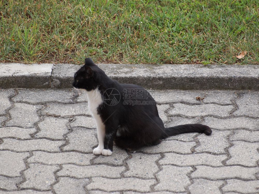 黑白相间的家猫黑白家猫家养家猫又名猫科或猫科哺乳动物图片