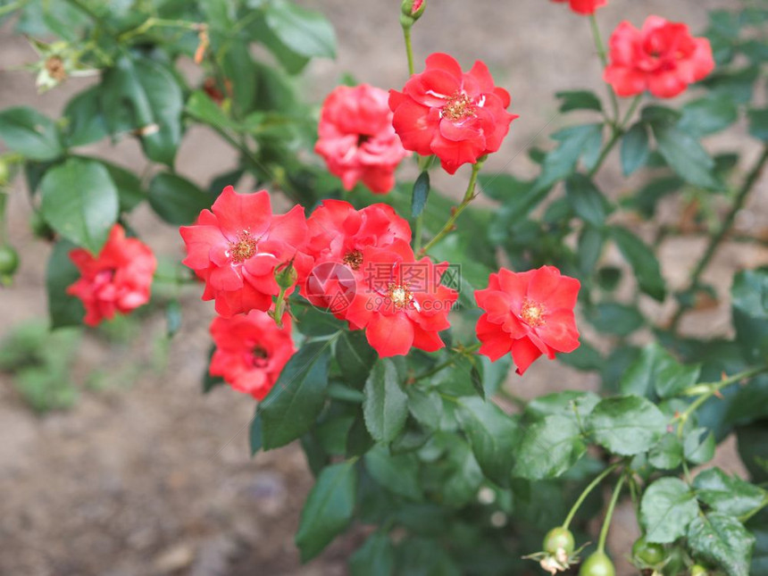 红玫瑰花选择焦点红玫瑰常年灌木genusRosa花朵选择焦点背景模糊图片