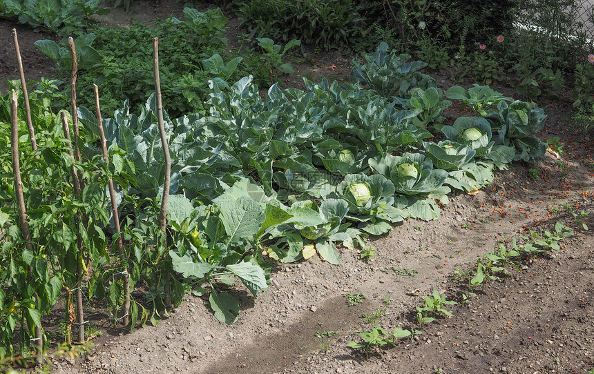 白菜蔬菜食品厂卷心菜芸苔属蔬菜素食植物图片