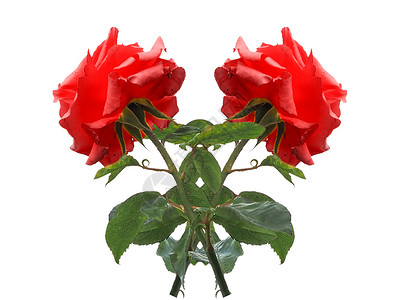 两朵红玫瑰分开开在白色的花上两个红玫瑰多年生灌木蔷薇属在白色背景上独立开花背景图片