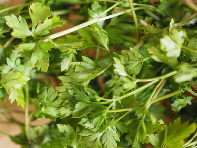 欧芹又名香菜欧芹香菜一种用作香料的植物图片