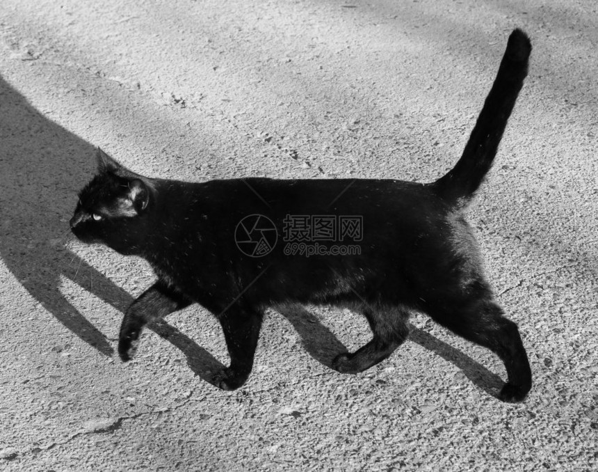 黑猫哺乳动物家猫图片