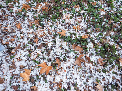 雪在常春藤背景上雪在常春藤背景上下雪冬季落叶作为背景有用图片
