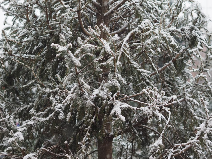 冬季有雪树上作为圣诞节背景有用图片