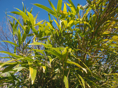竹树叶背景金边叶作为背景有用图片