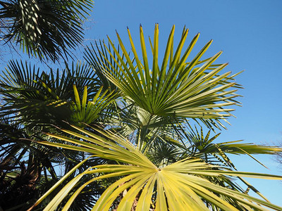 棕榈树叶背景棕榈树叶作为背景有用图片