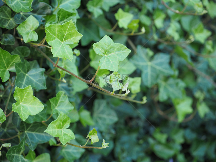 Ivy植物背景ivy海德拉植物作为背景有用图片