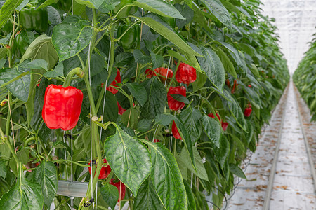 在荷兰温室种植红辣椒在荷兰温室种植红辣椒图片