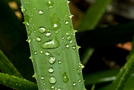 雨水关闭后生动的绿花植物图片
