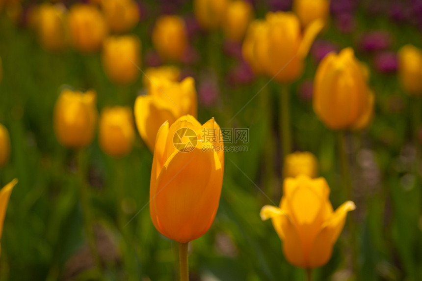 春时的郁金香花田阳光低明图片