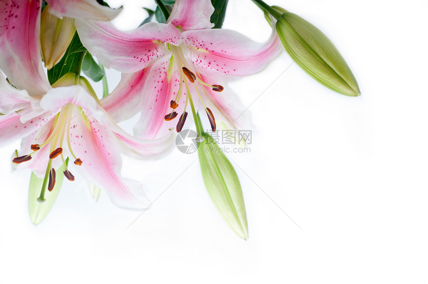 白色背景复制空间上的lily花角框图片