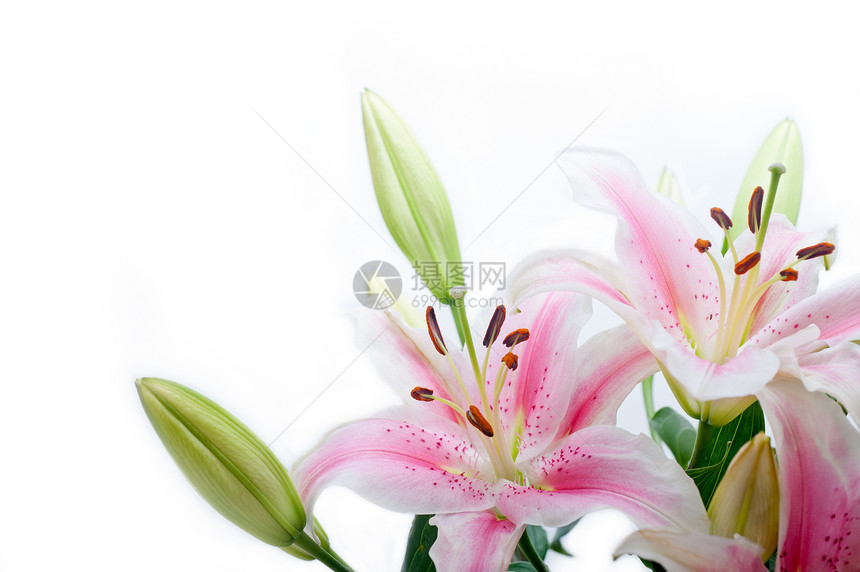 白色背景复制空间上的lily花角框图片