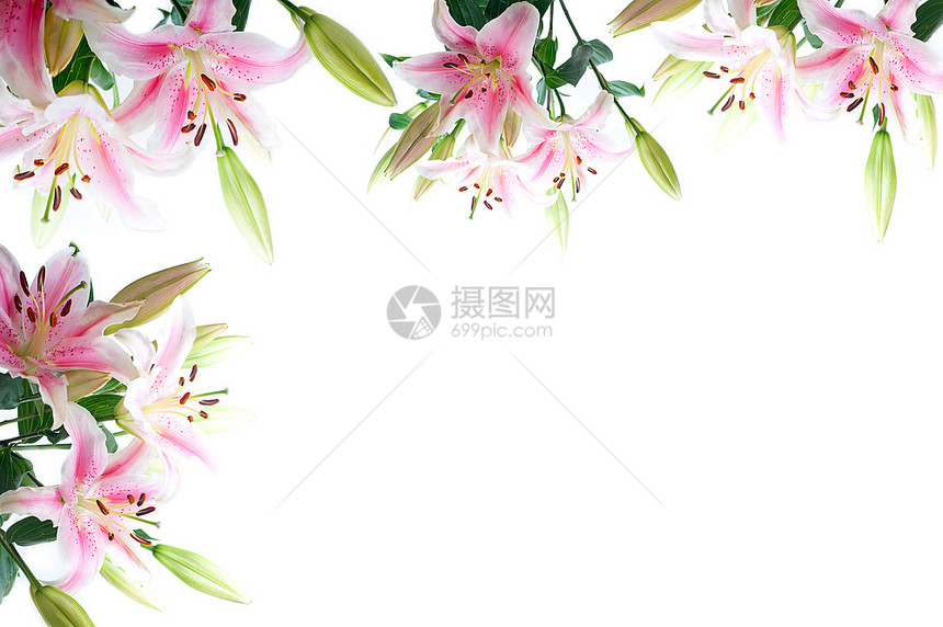 白色复制空间上的lily花组成框架图片
