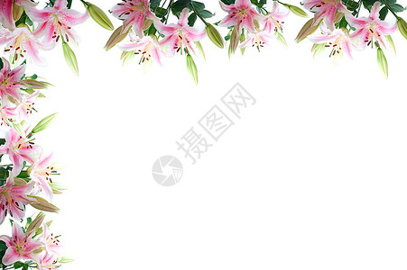 白色复制空间上的lily花组成框架背景图片
