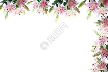 白色复制空间上的lily花组成框架背景图片