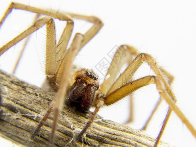 国内蜘蛛跟踪猎物图片