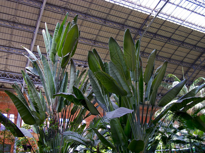火车站里有许多植物图片