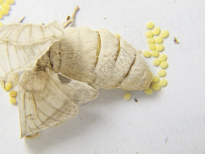 蛾产卵刺蛾幼虫高清图片