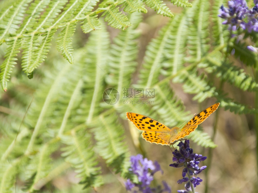 a野外绿花上贴着橙色蝴蝶图片