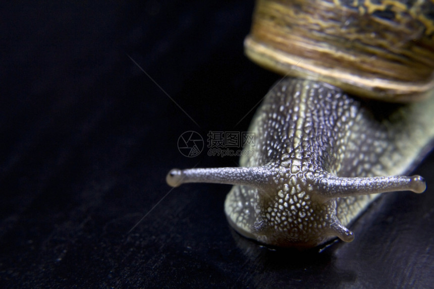 闭上一只小蜗牛的眼睛图片