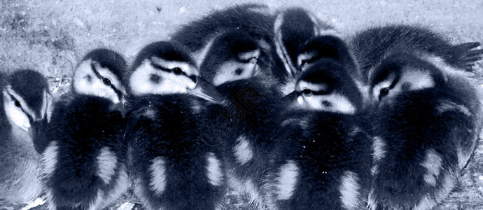 灰色的八只新生鸭子图片