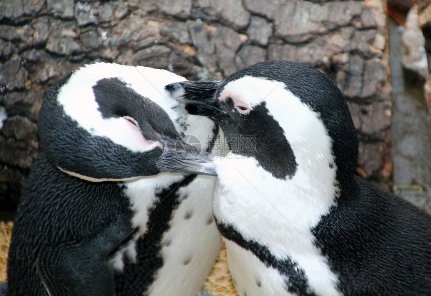 富有同情心的马哲伦企鹅图片