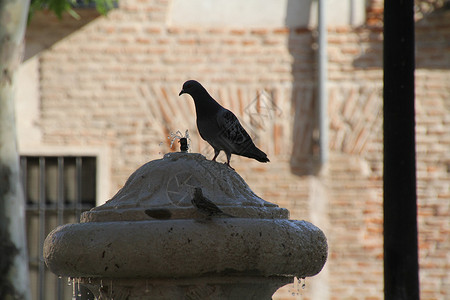 喷泉上的鸽子图片