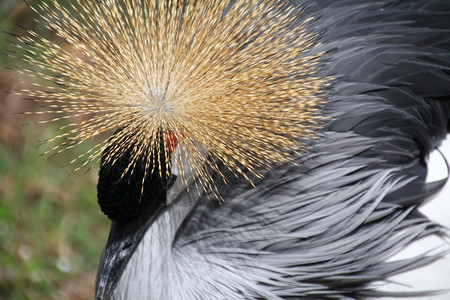 美丽而多彩的灰色冠鹤图片