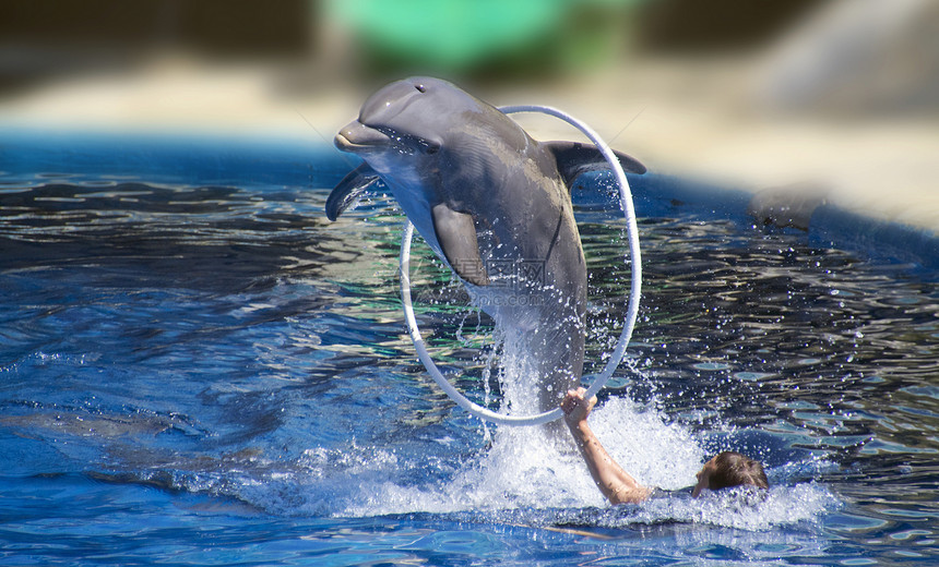 美丽的海豚跳过环圈高图片