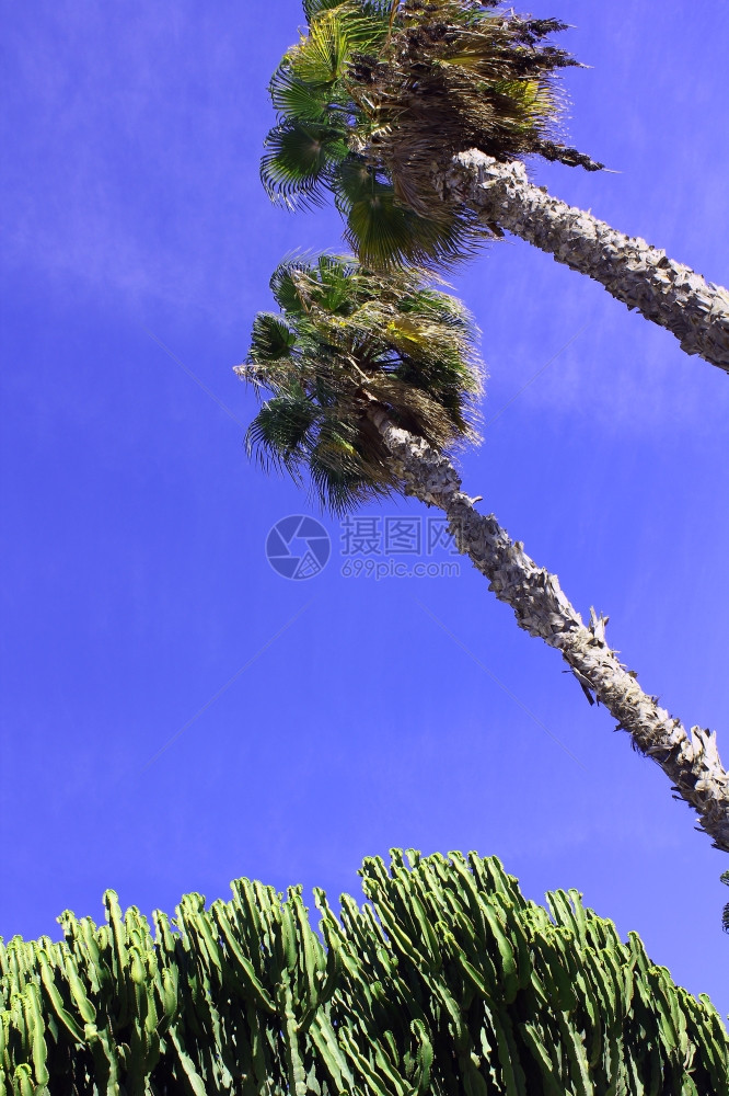 蓝天上的椰枣树图片