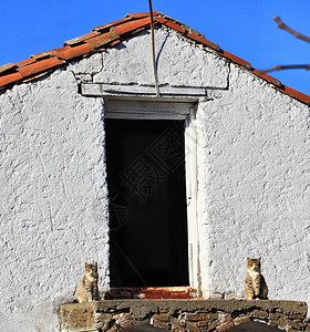 两只猫守住一栋房子的入口图片