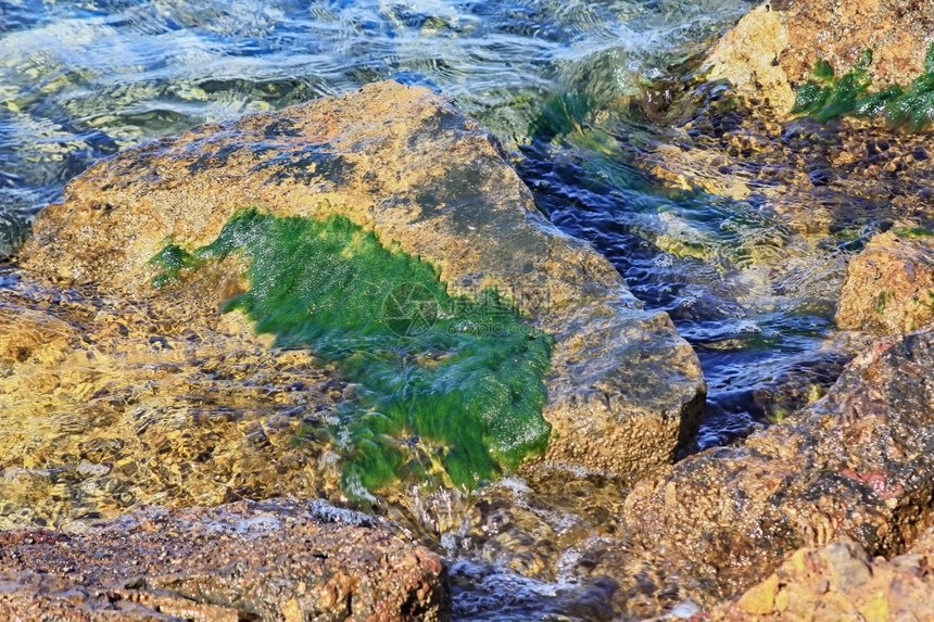 海藻在岸边的岩石上图片