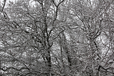 下雪覆盖所有树枝的底图片