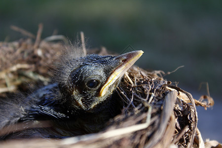 小黑鸟只好把蛋留在巢里图片