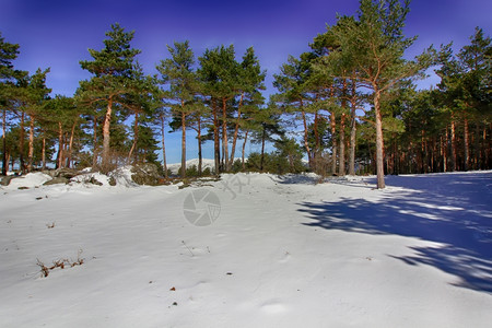 山上的松树林下着大雪图片