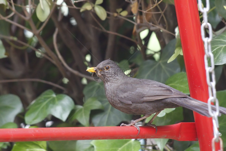 雌黑鸟在嘴里喂养后代的食物图片