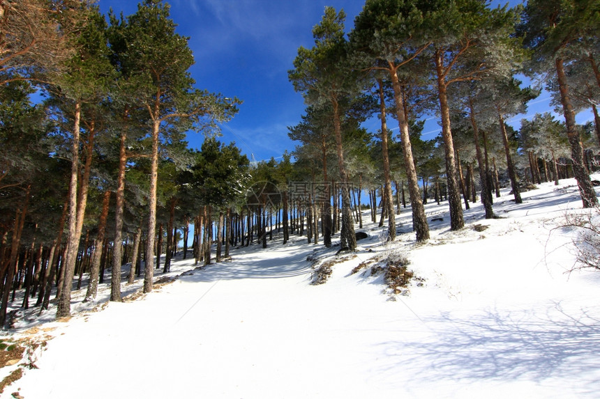山上的松树林下着大雪图片