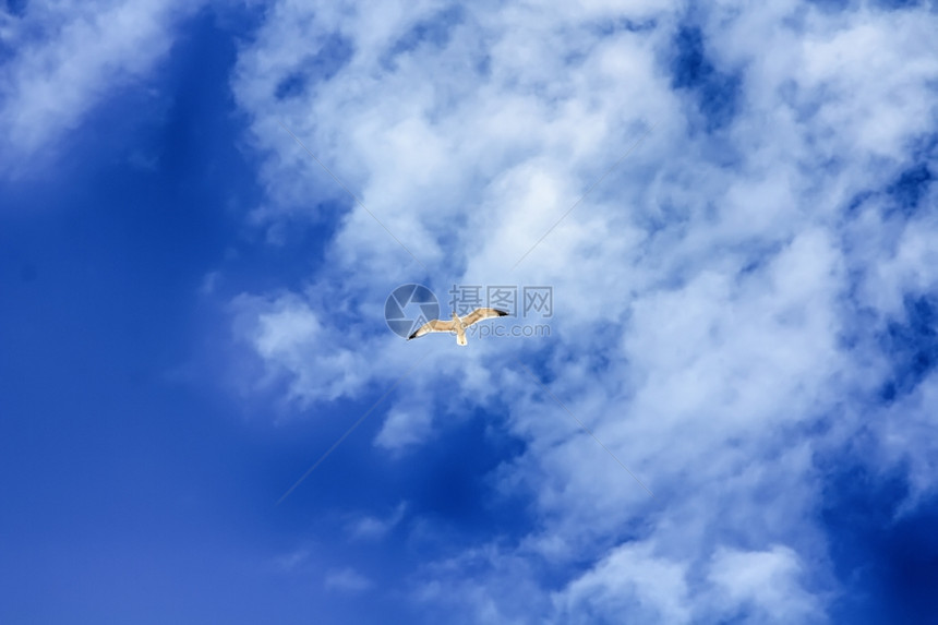 白云的海鸥飞过天空图片