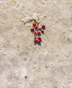 地面红莓集群图片