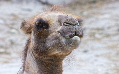 一只老骆驼脸图片