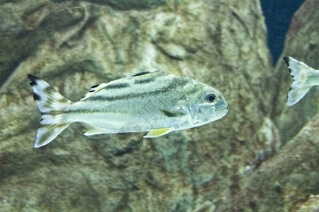 亮银色鳞片的热带鱼背景图片