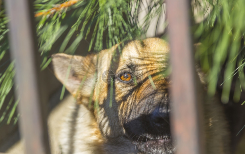 一些树后面的警犬图片