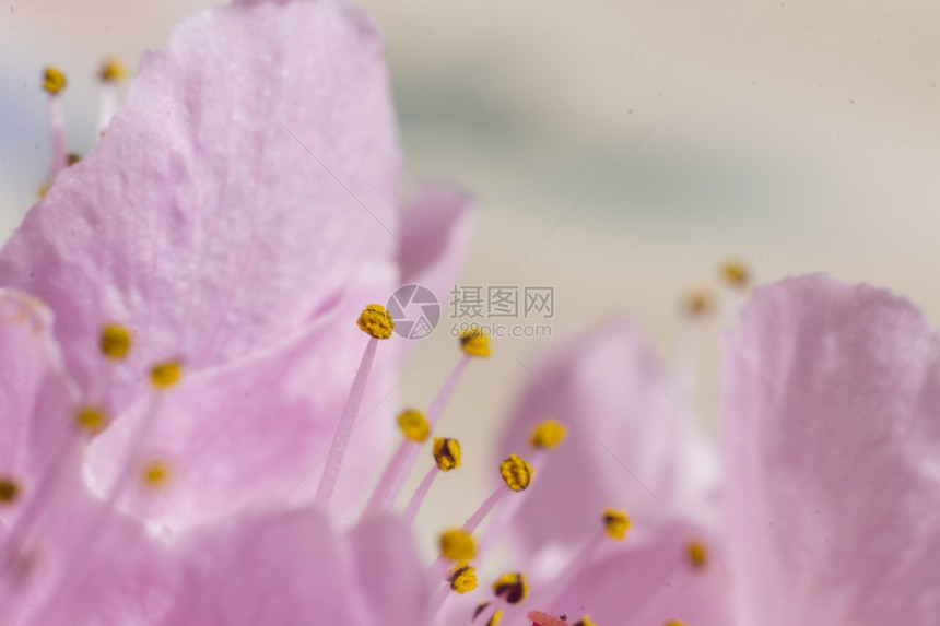 普鲁奈树上的粉红色花图片