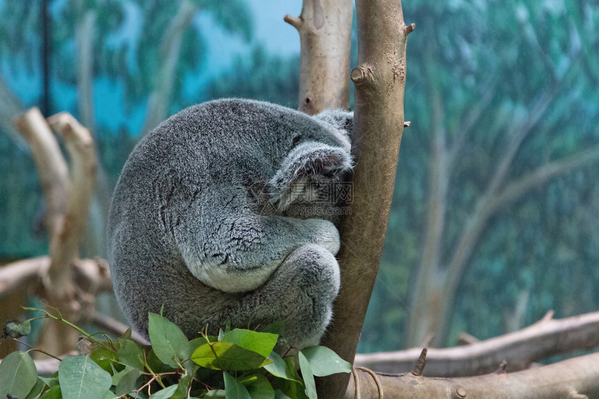 Koala在树枝上放松图片